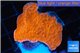 Montipora capricornis red 3-4 cm WYSIWYG acclimaté