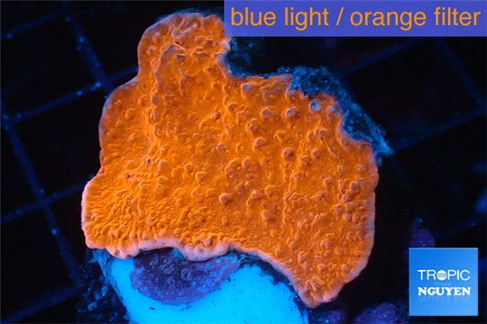Montipora capricornis red 3-4 cm WYSIWYG acclimaté