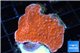 Montipora capricornis red 3-4 cm WYSIWYG acclimaté