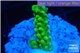 Acropora full neon green 2-3 cm WYSIWYG acclimaté