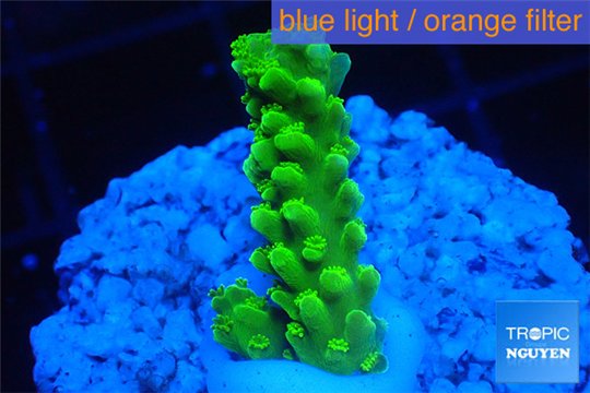 Acropora full neon green 2-3 cm WYSIWYG acclimaté