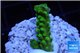 Acropora full neon green 2-3 cm WYSIWYG acclimaté