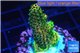 Acropora gold Indonesia 1-3 cm WYSIWYG acclimaté