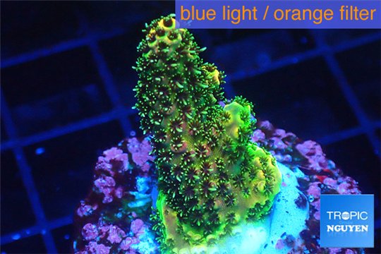 Acropora gold Indonesia 1-3 cm WYSIWYG acclimaté