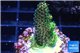 Acropora gold Indonesia 1-3 cm WYSIWYG acclimaté