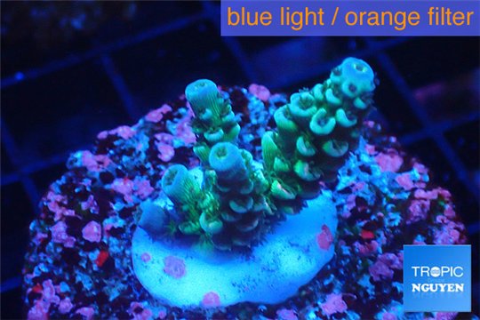 Acropora green blue tip 2-4 cm WYSIWYG acclimaté