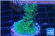 Acropora green purple Australia 3-4 cm WYSIWYG acclimaté