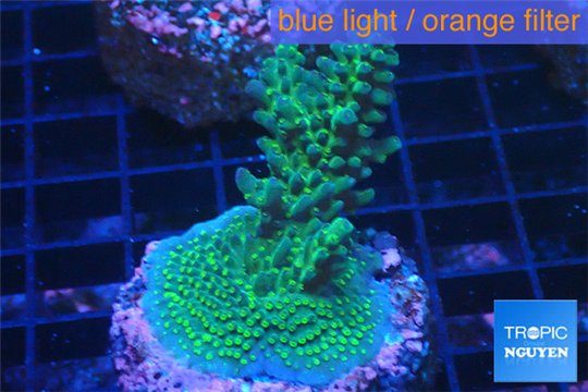 Acropora green purple Australia 3-4 cm WYSIWYG acclimaté