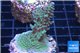 Acropora green purple Australia 3-4 cm WYSIWYG acclimaté