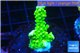 Acropora full neon green 2-3 cm WYSIWYG acclimaté