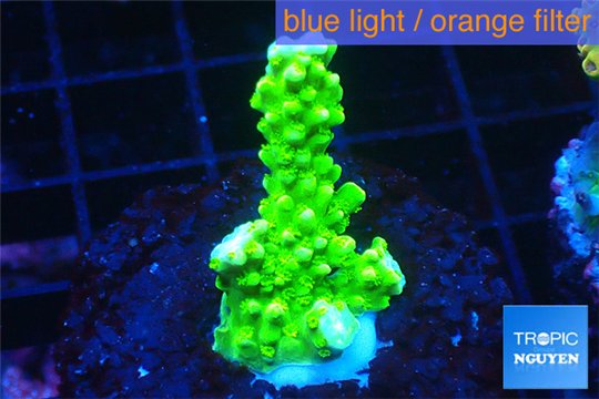 Acropora full neon green 2-3 cm WYSIWYG acclimaté