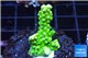 Acropora full neon green 2-3 cm WYSIWYG acclimaté