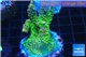 Acropora green purple Australia 3-4 cm WYSIWYG acclimaté