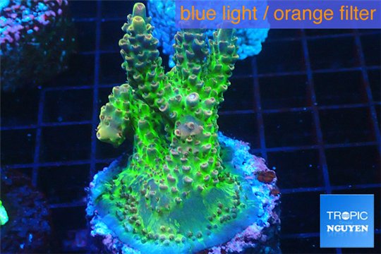 Acropora green purple Australia 3-4 cm WYSIWYG acclimaté