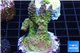 Acropora green purple Australia 3-4 cm WYSIWYG acclimaté