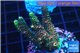 Acropora pink & green Indonesia 3-4 cm WYSIWYG acclimaté
