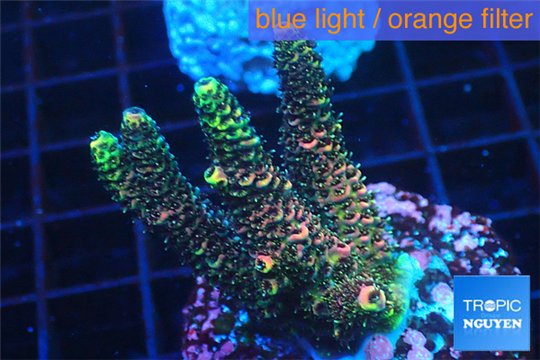 Acropora pink & green Indonesia 3-4 cm WYSIWYG acclimaté