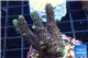 Acropora pink & green Indonesia 3-4 cm WYSIWYG acclimaté