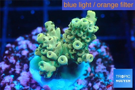 Acropora purple gold Indonesia 2-3 cm WYSIWYG acclimaté