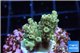 Acropora purple gold Indonesia 2-3 cm WYSIWYG acclimaté