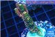 Acropora pink & green 3-5 cm WYSIWYG acclimaté