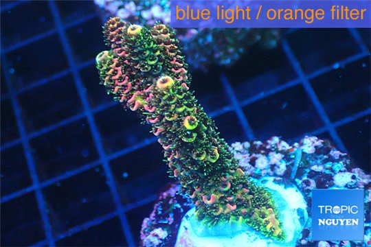 Acropora pink & green 3-5 cm WYSIWYG acclimaté