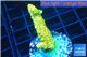 Acropora gold Indonesia 3-5 cm WYSIWYG acclimaté