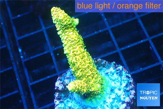 Acropora gold Indonesia 3-5 cm WYSIWYG acclimaté