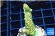 Acropora gold Indonesia 3-5 cm WYSIWYG acclimaté