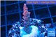 Acropora full pink & white polyps Fijii premium 1-3 cm WYSIWYG acclimaté