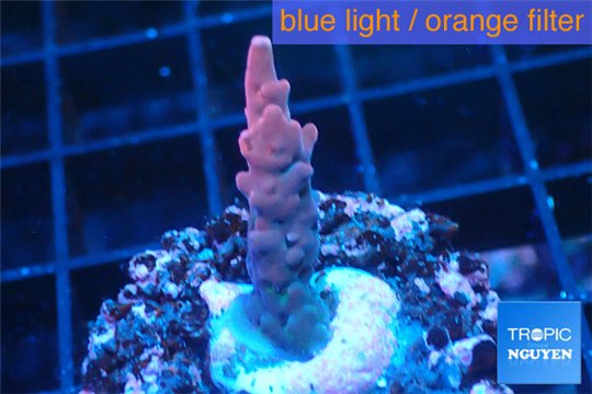 Acropora full pink & white polyps Fijii premium 1-3 cm WYSIWYG acclimaté