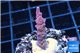 Acropora full pink & white polyps Fijii premium 1-3 cm WYSIWYG acclimaté