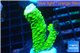 Acropora full neon green 3-5 cm WYSIWYG acclimaté