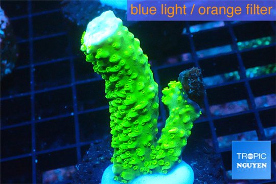 Acropora full neon green 3-5 cm WYSIWYG acclimaté