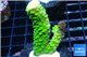 Acropora full neon green 3-5 cm WYSIWYG acclimaté