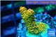 Acropora gold Indonesia 2-3 cm WYSIWYG acclimaté