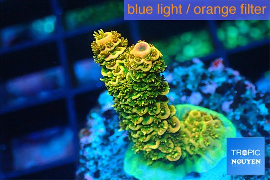 Acropora gold Indonesia 2-3 cm WYSIWYG acclimaté