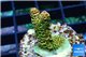 Acropora gold Indonesia 2-3 cm WYSIWYG acclimaté