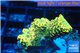 Acropora gold Indonesia 2-3 cm WYSIWYG acclimaté