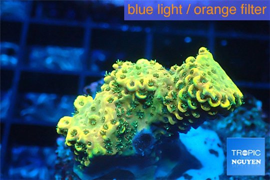 Acropora gold Indonesia 2-3 cm WYSIWYG acclimaté
