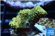 Acropora gold Indonesia 2-3 cm WYSIWYG acclimaté