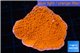 Montipora capricornis red 2-4 cm WYSIWYG acclimaté