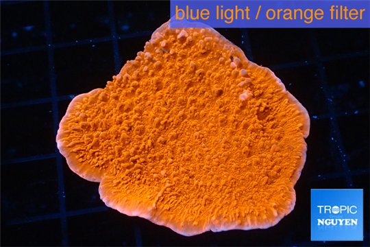 Montipora capricornis red 2-4 cm WYSIWYG acclimaté
