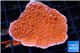 Montipora capricornis red 2-4 cm WYSIWYG acclimaté