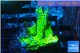 Montipora green & purple polyps 3-4 cm WYSIWYG acclimaté
