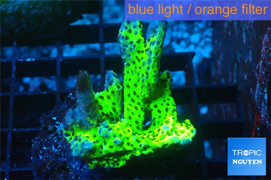 Montipora green & purple polyps 3-4 cm WYSIWYG acclimaté