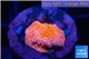 Montipora capricornis red 1-2 cm WYSIWYG acclimaté