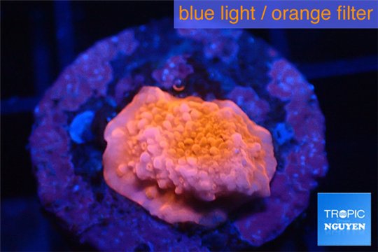 Montipora capricornis red 1-2 cm WYSIWYG acclimaté