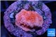 Montipora capricornis red 1-2 cm WYSIWYG acclimaté