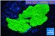 Montipora capricornis green 3-4 cm WYSIWYG acclimaté